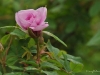 DSC_6378-1 tea rose Kentville June 4 2011