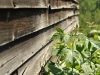 DSC_4011-1 aban house and weeds NB July 2011