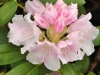 DSC_6456-1 pink rhodedendron cluster June 2011 Kentville