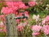 DSC_6500-1 water spout and Rhodedendrons June 4 2011 New Minas