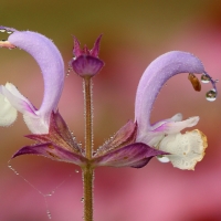 Adv_Open_006_Salvia_and_Waterdrops_June_27_