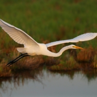 Adv_Open_793a_Great_Egret