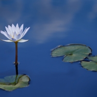 Adv_Open_Reflecting_Pool_Lily