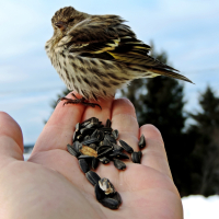 Animal_BirdinHand_140_72dpi