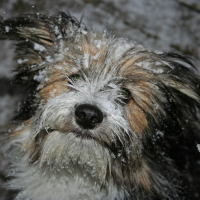 Animal_IMAlliesnow_1_