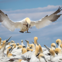 Animal_Lynn_Fergusson_-_Animal_-_Northern_Gannet