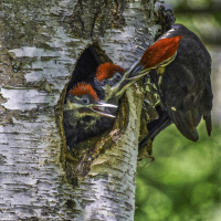Animal_NewBaby_Woodpeckers1-12_