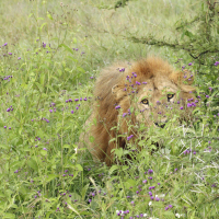 Animal__91A4637Lion72_