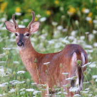 Animal_deer18_064w