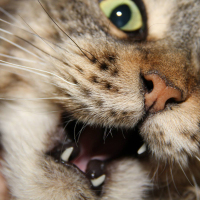 Animal_moxie_1400__1_-1