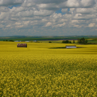 A_Colour_Golden_Harvest
