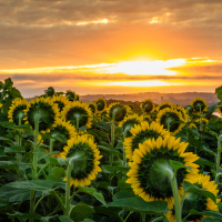 First Place"Sunflower Sun Salutation"Lynn Fergusson