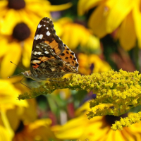 A_Colour_Yellow_1400_72dpi