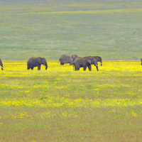 A_Colour__91A5459Yellow2_