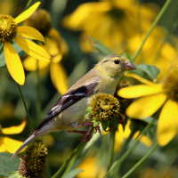 Third Place<br />"Goldfinch in "Golden Glow""<br />Val Smith