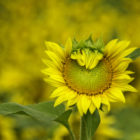 A_Colour_smallPeek-A-Boo