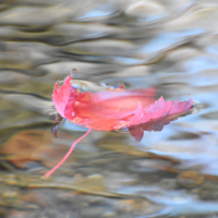 Flora_20180901_124907_