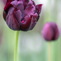 Flora_Lynn_Fergusson_-_Flora_-_Tulips