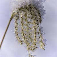 Open_New_Snow_Fall-17_