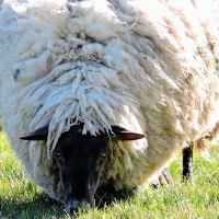 Open_sheep